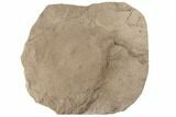 Miocene Fossil Leaf (Alnus) - Idaho #189100-1
